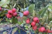 Pommier d'ornement Red sentinel - Pommier à fleurs - Malus Red sentinel - Jardins du Monde.be