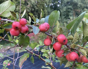 Pommier d'ornement Red...