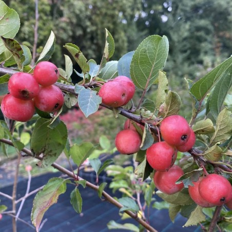 Crab Apple Red sentine - Malus Red sentinel - Jardins du Monde.be
