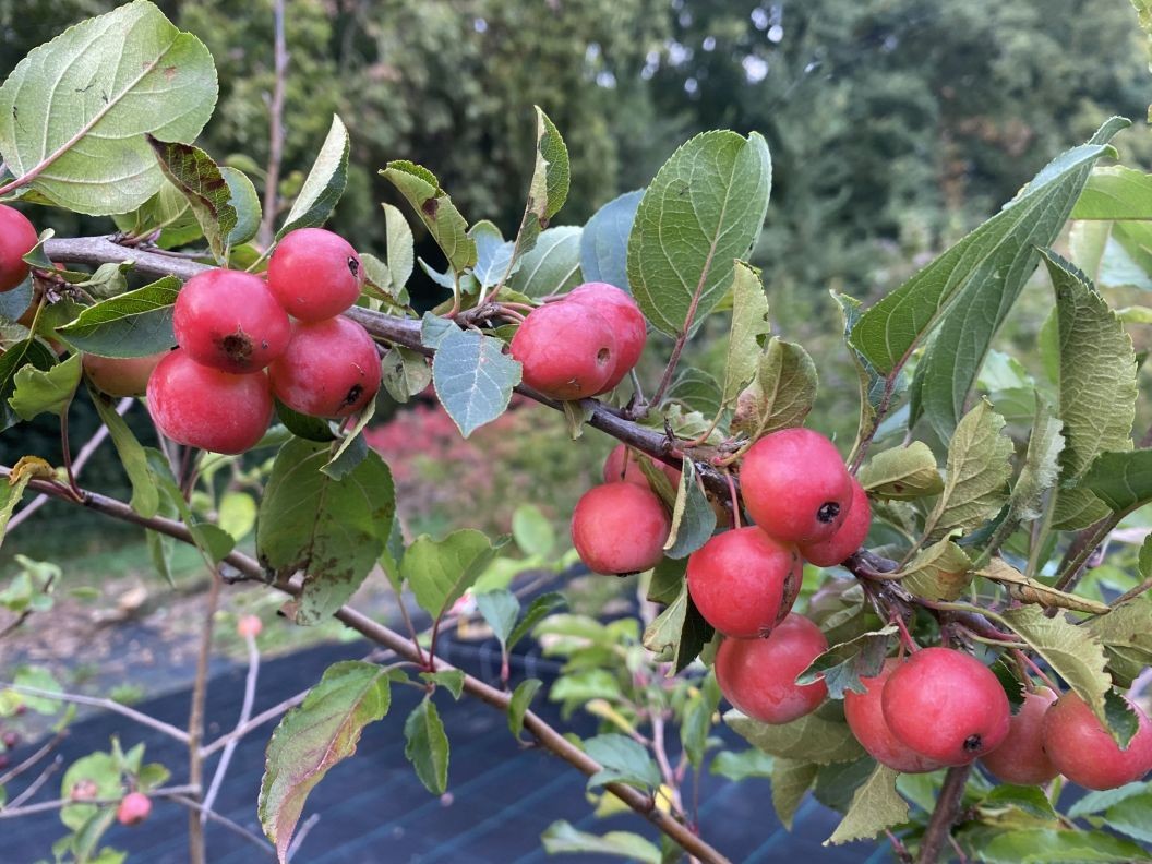 Pommier d'ornement Red sentinel (en pot de 5 litres)