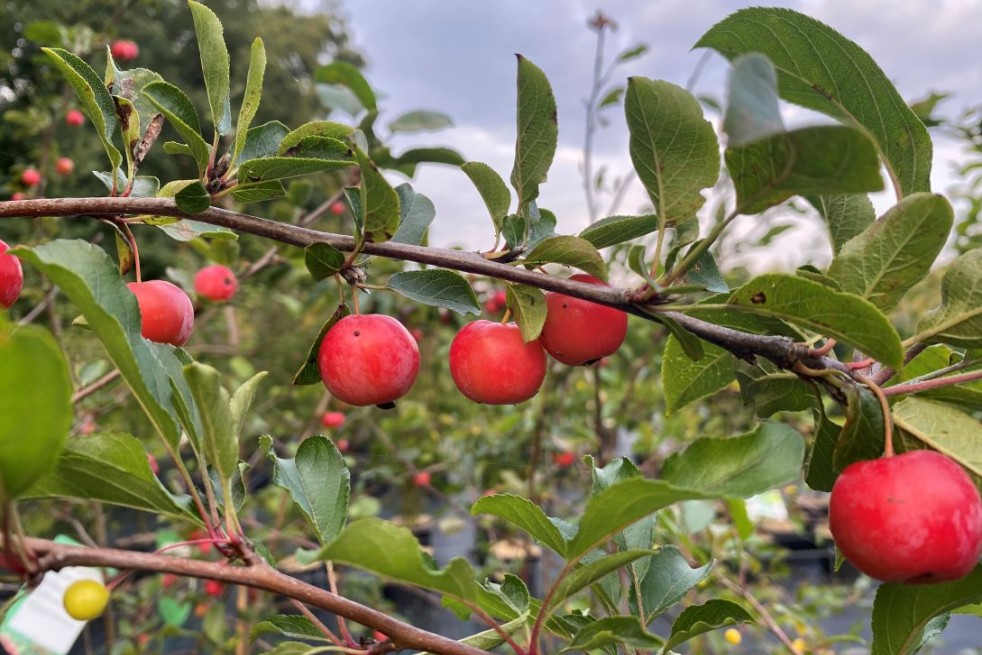 Pommier d'ornement Red sentinel - Malus Red sentinel - Jardins du Monde.be