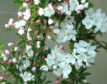 Crab Apple Red sentine - Malus Red sentinel - Jardins du Monde.be