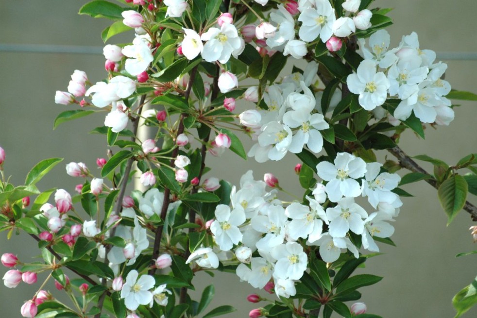 Crab Apple Red sentine - Malus Red sentinel - Jardins du Monde.be