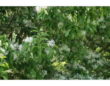 Sneeuwvlokkenboom - Chionanthus virginicus- Jardins du Monde.be