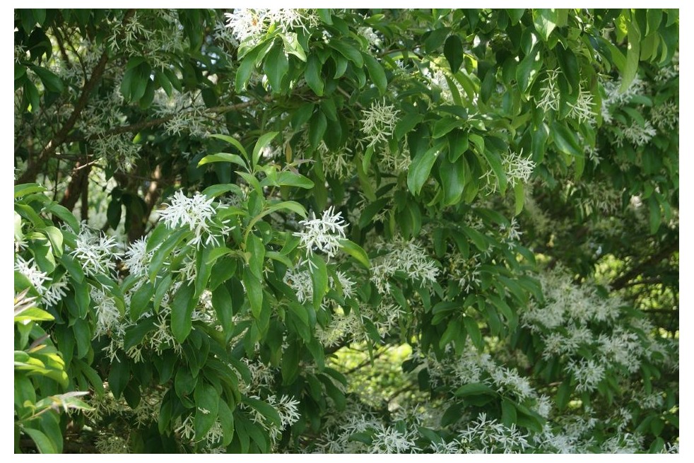 Arbre de neige - Chionanthus virginicus- Jardins du Monde.be