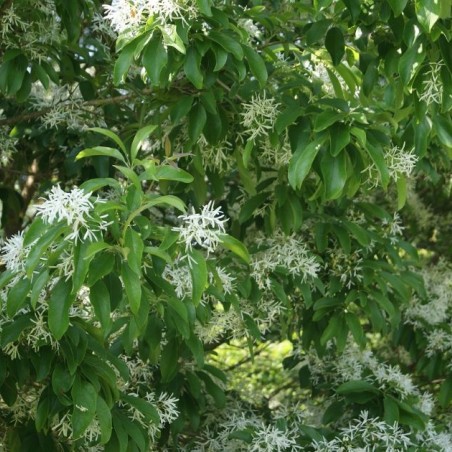 Sneeuwvlokkenboom - Chionanthus virginicus- Jardins du Monde.be