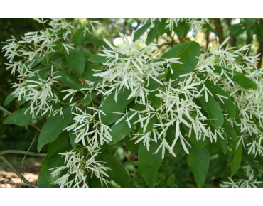 Schneeflockenstrauch - Chionanthus virginicus- Jardins du Monde.be