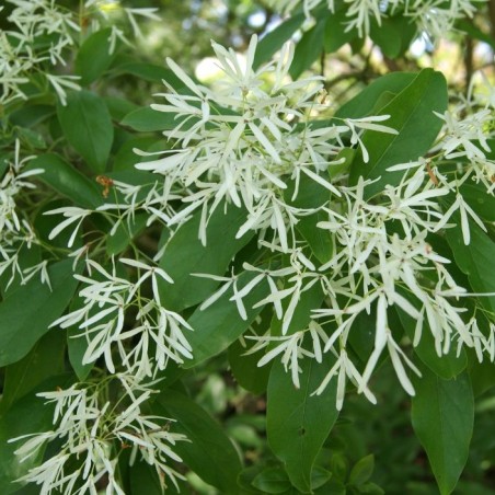 White fringetree - Chionanthus virginicus- Jardins du Monde.be