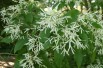 Arbre de neige - Chionanthus virginicus- Jardins du Monde.be