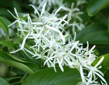 White fringetree - Chionanthus - Jardins du Monde.be