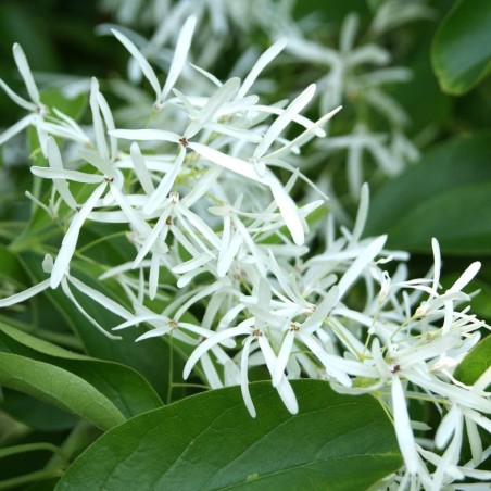 Schneeflockenstrauch - Chionanthus virginicus- Jardins du Monde.be
