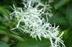 Arbre de neige - Chionanthus virginicus- Jardins du Monde.be