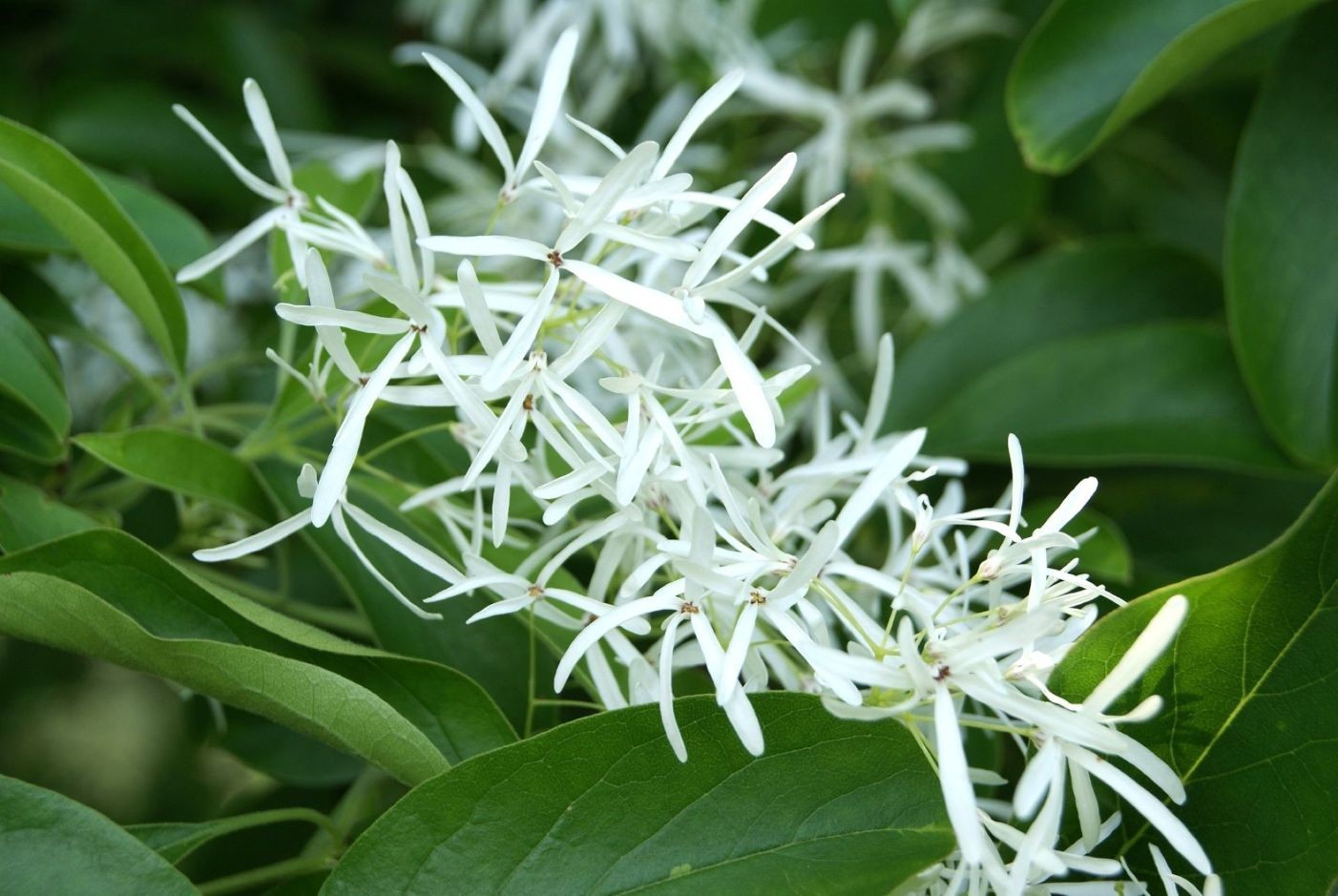 Sneeuwvlokkenboom (in pot van 10 liter)