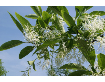 Sneeuwvlokkenboom - Chionanthus virginicus- Jardins du Monde.be