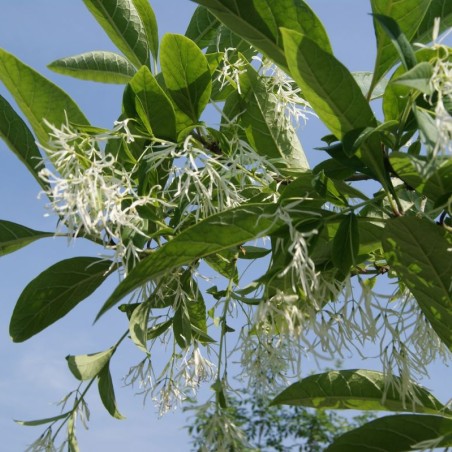 White fringetree - Chionanthus virginicus- Jardins du Monde.be