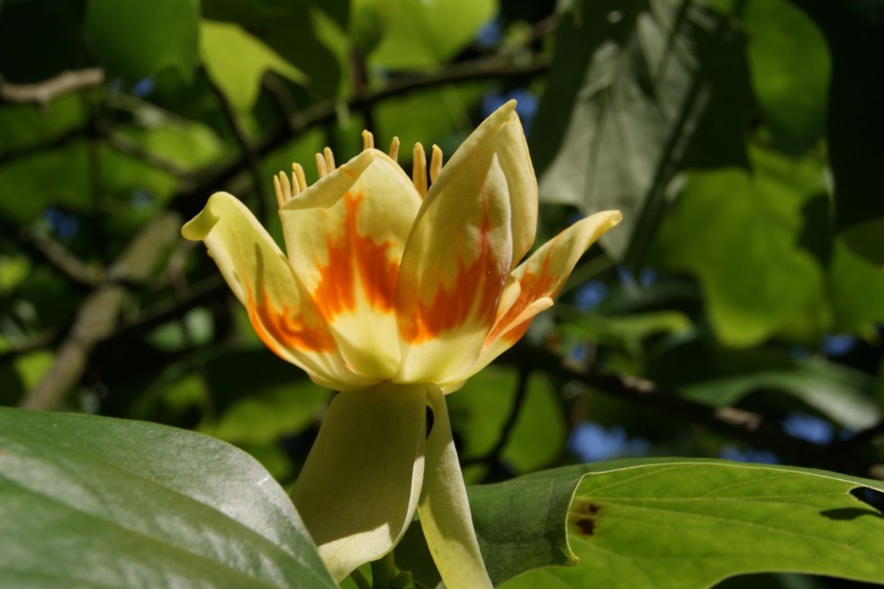Tulipier de Virginie - Liriodendron Tulipifera