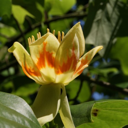 Tulipier de Virginie - Liriodendron Tulipifera