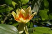 Tulipier de Virginie - Liriodendron Tulipifera