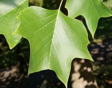 Tulipier de Virginie - Liriodendron Tulipifera