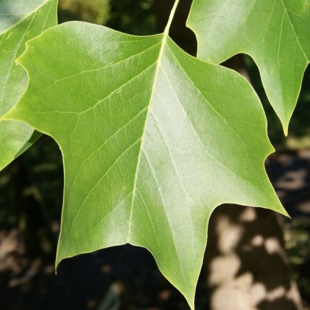 Tulipier de Virginie - Liriodendron Tulipifera