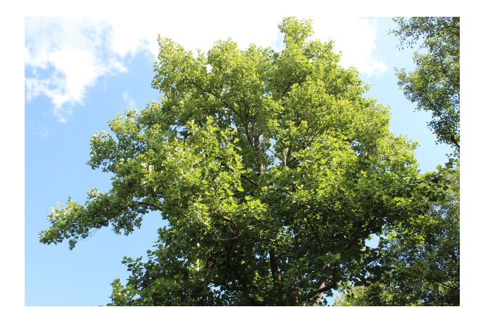 Tulipier de Virginie - Liriodendron Tulipifera