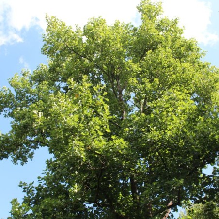 Tulipier de Virginie - Liriodendron Tulipifera