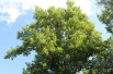 Tulipier de Virginie - Liriodendron Tulipifera