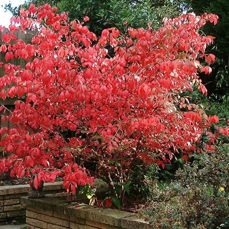 Euonymus Alatus - Chris Barton/Gif absarnt, CC BY-SA 3.0, via Wikimedia Commons