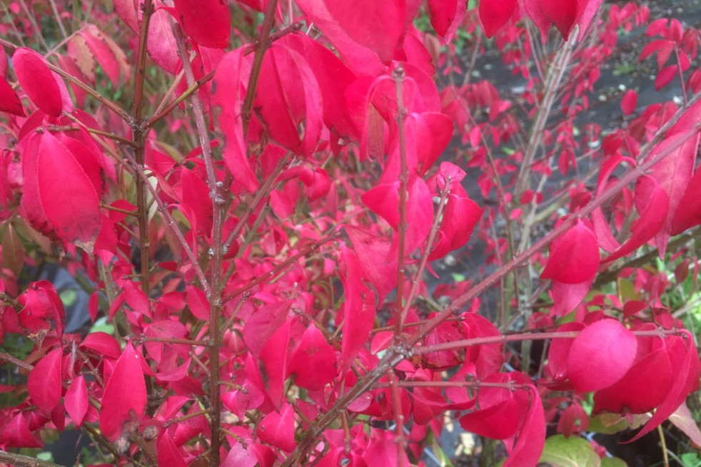 Euonymus Alatus - Jardins du Monde.be
