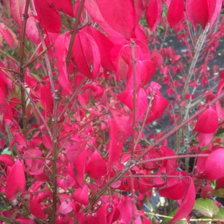 Euonymus Alatus - Jardins du Monde.be