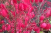 Euonymus Alatus - Jardins du Monde.be