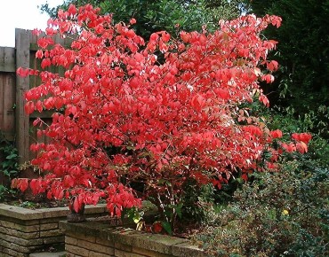Euonymus Alatus - Chris Barton/Gif absarnt, CC BY-SA 3.0, via Wikimedia Commons