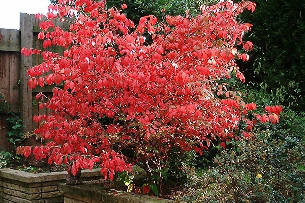 Euonymus Alatus - Chris Barton/Gif absarnt, CC BY-SA 3.0, via Wikimedia Commons