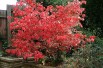 Euonymus Alatus - Chris Barton/Gif absarnt, CC BY-SA 3.0, via Wikimedia Commons