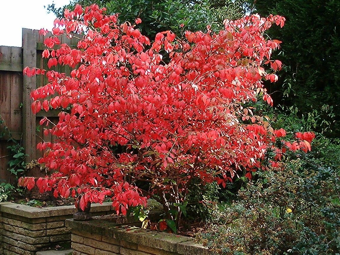 Winged spindle-tree (in 10 liter pot)