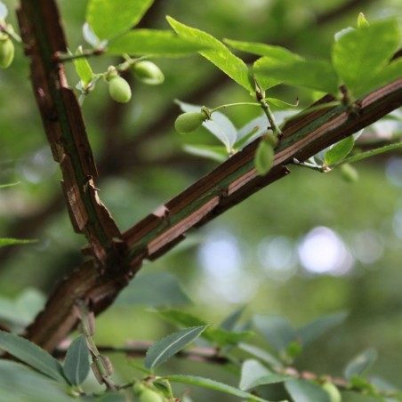 Euonymus Alatus - Jardins du Monde.be