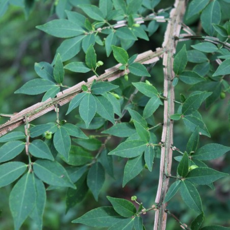 Euonymus Alatus - Jardins du Monde.be