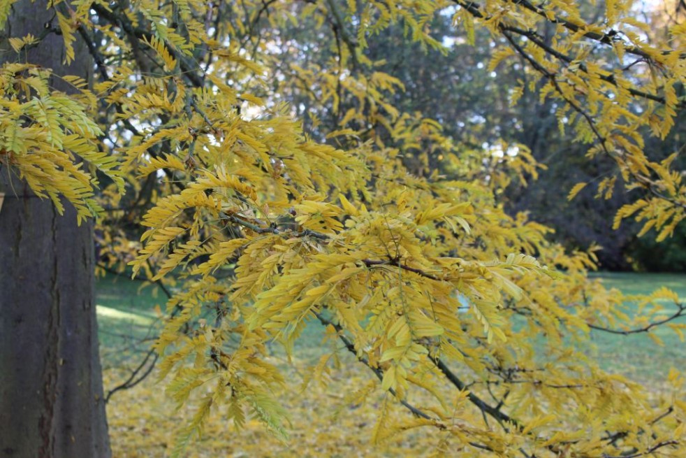 Valse christusdoorn - Gleditsia triacanthos inermis - Jardins du Monde.be