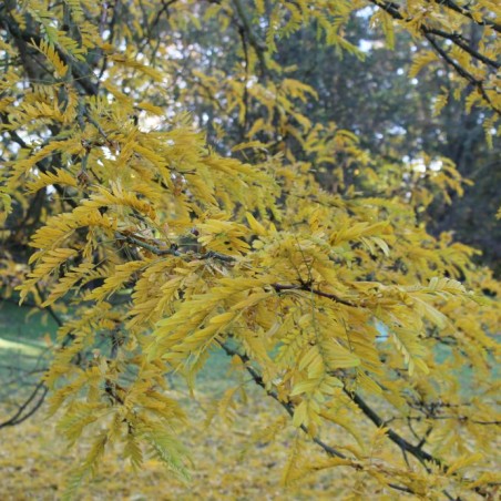 Valse christusdoorn - Gleditsia triacanthos inermis - Jardins du Monde.be