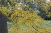 Valse christusdoorn - Gleditsia triacanthos inermis - Jardins du Monde.be