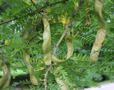 Févier d'Amérique - Gleditsia triacanthos inermis - Jardins du Monde.be