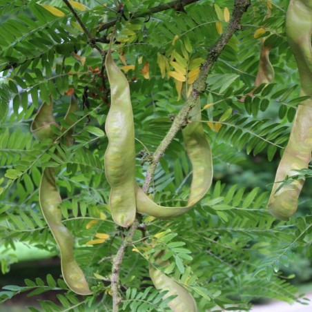 Valse christusdoorn - Gleditsia triacanthos inermis - Jardins du Monde.be