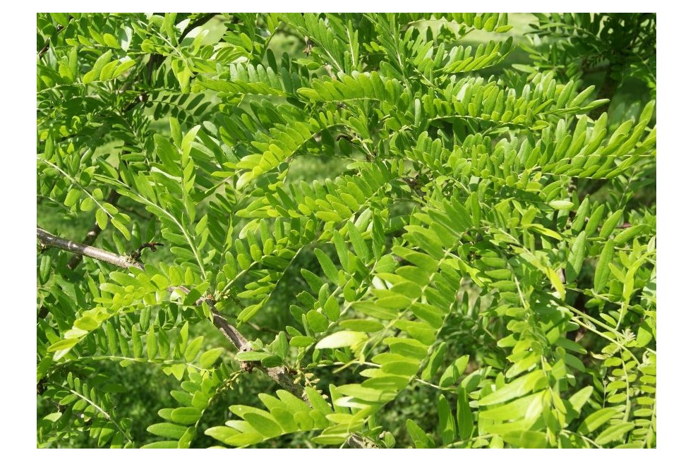 Valse christusdoorn - Gleditsia triacanthos inermis - Jardins du Monde.be