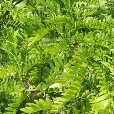 Valse christusdoorn - Gleditsia triacanthos inermis - Jardins du Monde.be