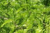 Valse christusdoorn - Gleditsia triacanthos inermis - Jardins du Monde.be
