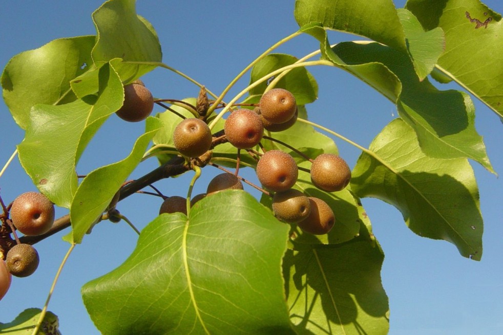 Aristocrat Ornamental Pear - Pyrus calleryana 'Aristocrat' - 
Rlevse, Public domain, via Wikimedia Commons