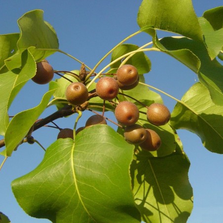 Sierpeer ‘Aristocrat’ – Pyrus calleryana ‘Aristocrat’ - 
Rlevse, Public domain, via Wikimedia Commons