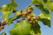 Aristocrat Ornamental Pear - Pyrus calleryana 'Aristocrat' - 
Rlevse, Public domain, via Wikimedia Commons