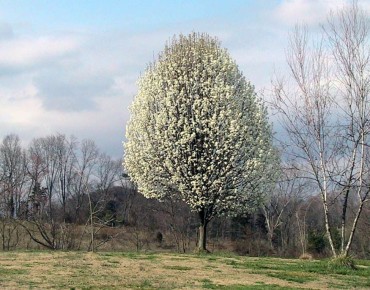 Aristocrat Ornamental Pear - Pyrus calleryana 'Aristocrat' - 
C. E. Price, Public domain, via Wikimedia Commons