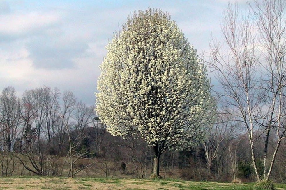 Aristocrat Ornamental Pear - Pyrus calleryana 'Aristocrat' - 
C. E. Price, Public domain, via Wikimedia Commons